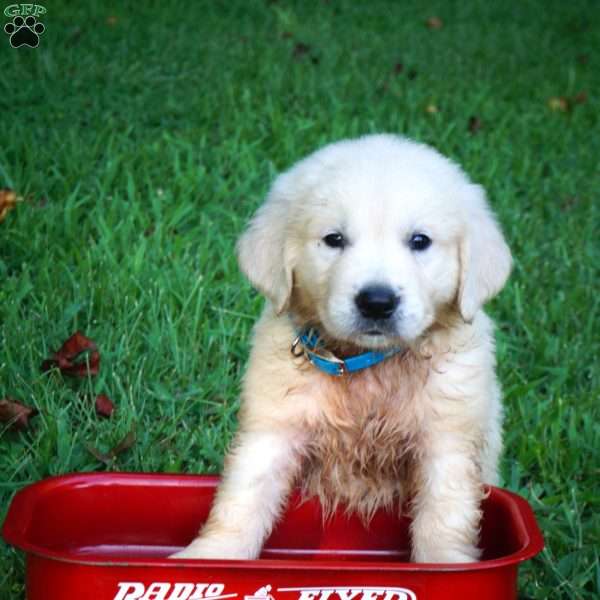Calvin, Golden Retriever Puppy
