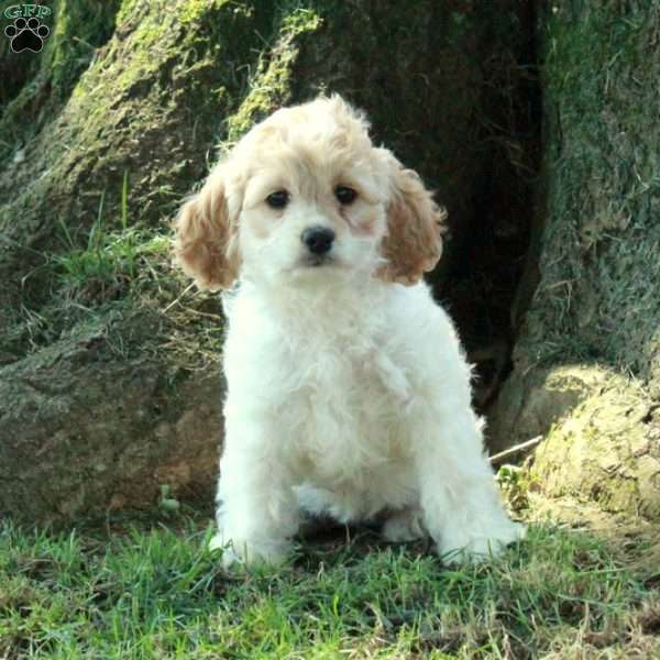 Cambria, Cockapoo Puppy