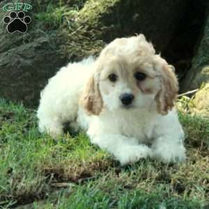Cambria, Cockapoo Puppy