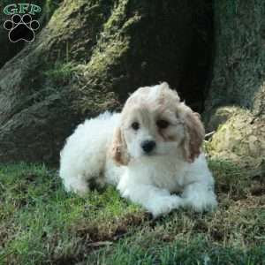 Cambria, Cockapoo Puppy