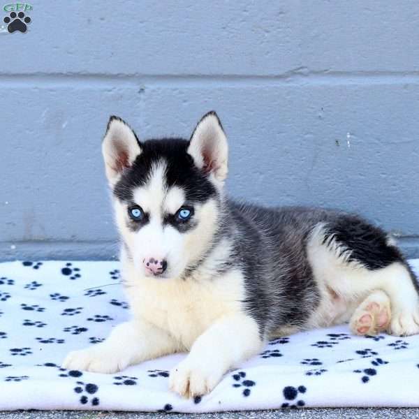Camden, Siberian Husky Puppy