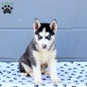 Camden, Siberian Husky Puppy
