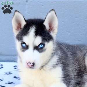 Camden, Siberian Husky Puppy