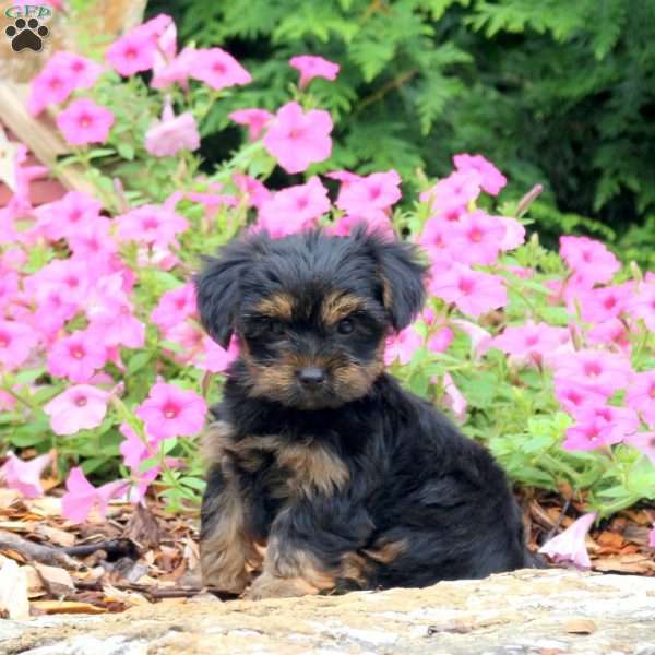 Cameron, Yorkie Puppy