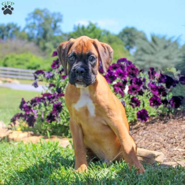 Cameron, Boxer Puppy