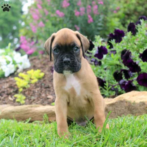 Cameron, Boxer Puppy