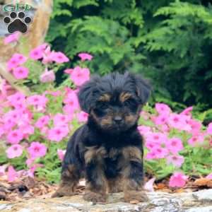Cameron, Yorkie Puppy