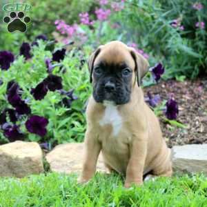 Cameron, Boxer Puppy