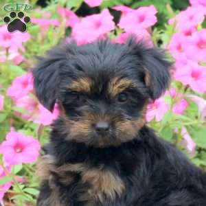 Cameron, Yorkie Puppy