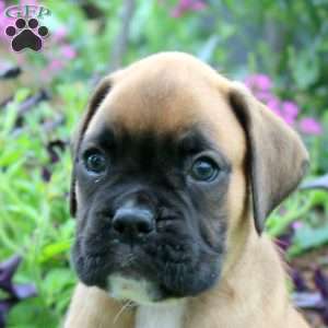 Cameron, Boxer Puppy