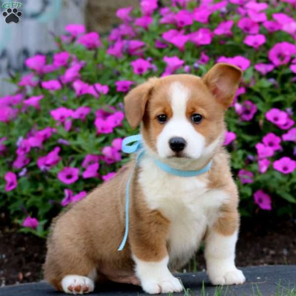 Cameron, Pembroke Welsh Corgi Puppy