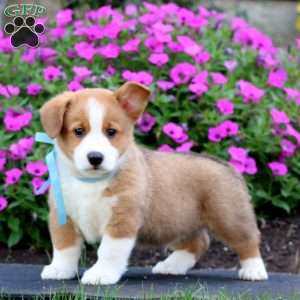 Cameron, Pembroke Welsh Corgi Puppy
