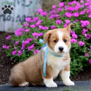 Cameron, Pembroke Welsh Corgi Puppy