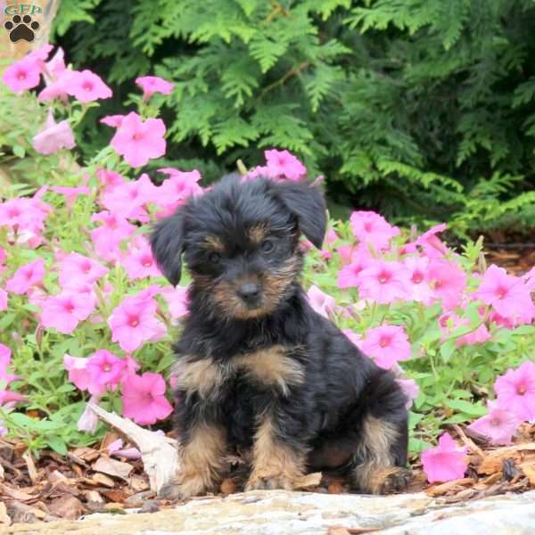 Camilla, Yorkie Puppy