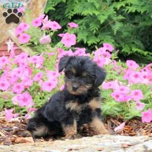 Camilla, Yorkie Puppy