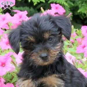 Camilla, Yorkie Puppy