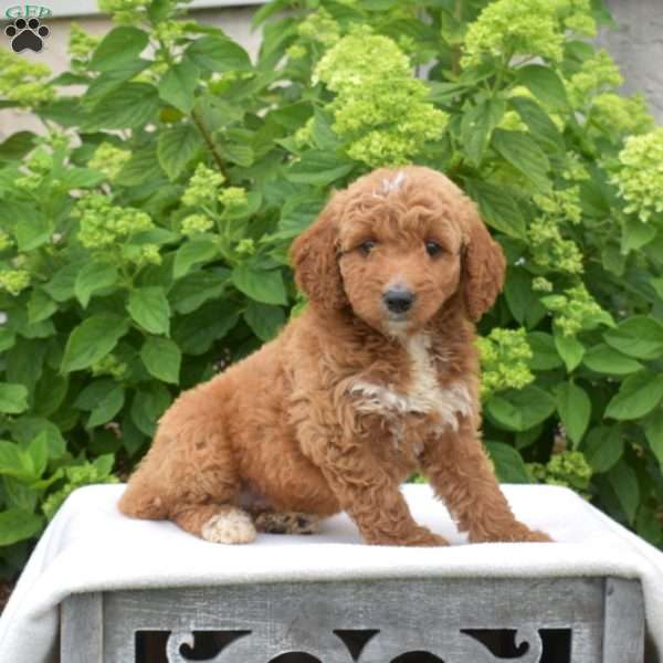 Camper, Mini Goldendoodle Puppy