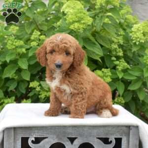 Camper, Mini Goldendoodle Puppy