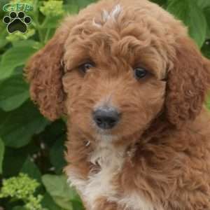 Camper, Mini Goldendoodle Puppy