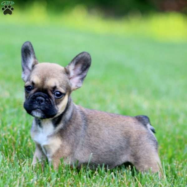 Candy, French Bulldog Mix Puppy