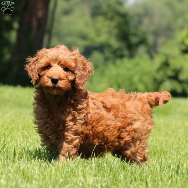 Candy, Mini Goldendoodle Puppy