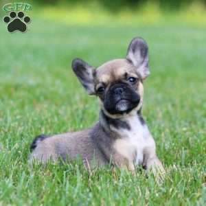 Candy, French Bulldog Mix Puppy