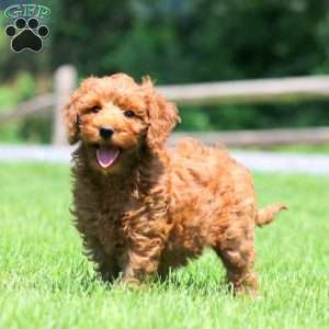 Candy, Mini Goldendoodle Puppy