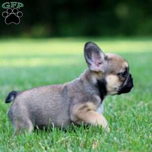 Candy, French Bulldog Mix Puppy