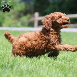 Candy, Mini Goldendoodle Puppy
