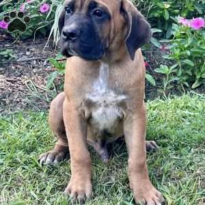 Moose, Cane Corso Puppy