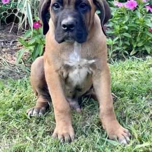 Moose, Cane Corso Puppy
