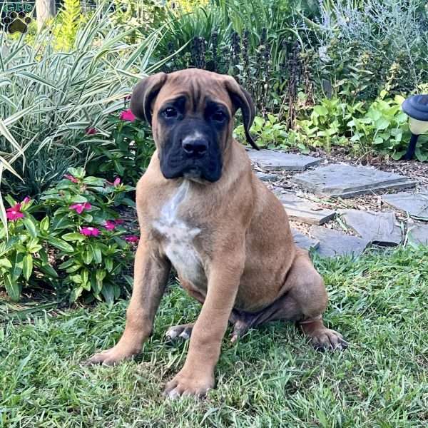 Moose, Cane Corso Puppy