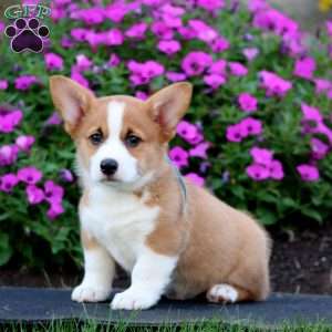 Cannon, Pembroke Welsh Corgi Puppy
