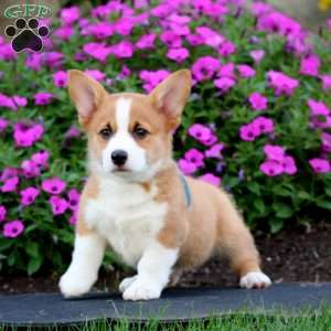 Cannon, Pembroke Welsh Corgi Puppy