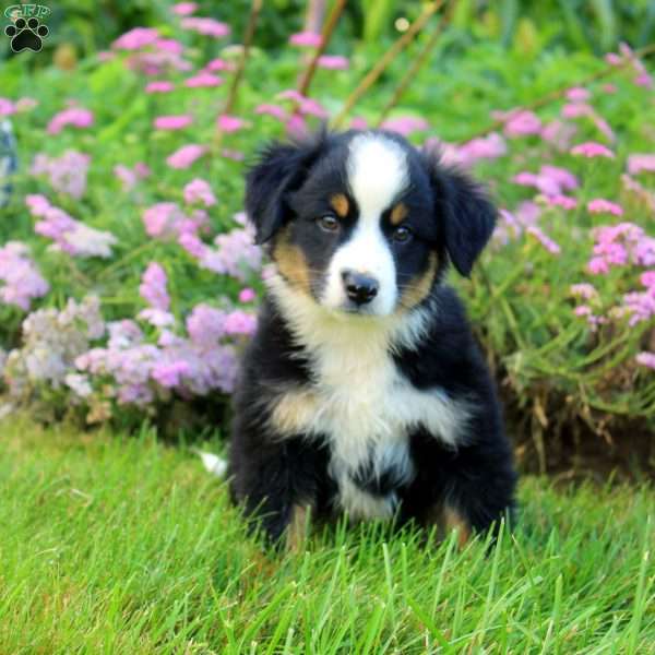 Captain, Miniature Australian Shepherd Puppy