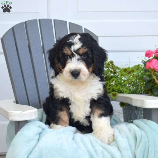 Captain, Mini Bernedoodle Puppy