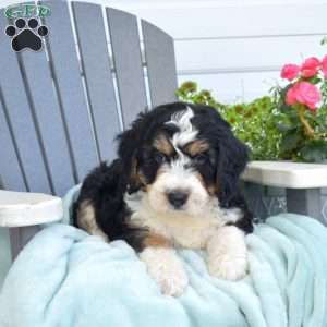 Captain, Mini Bernedoodle Puppy