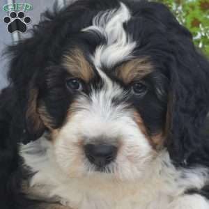 Captain, Mini Bernedoodle Puppy