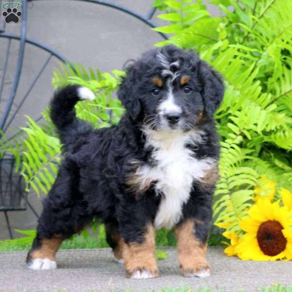 Captain, Bernedoodle Puppy