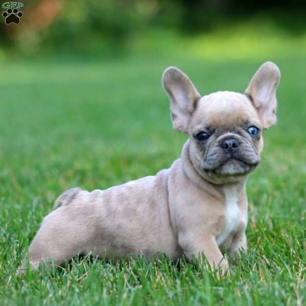 Captain, French Bulldog Mix Puppy
