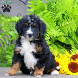 Captain, Bernedoodle Puppy