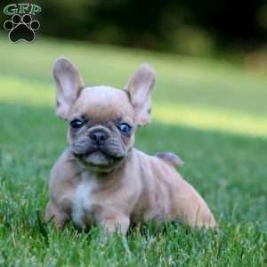Captain, French Bulldog Mix Puppy