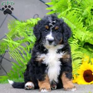 Captain, Bernedoodle Puppy