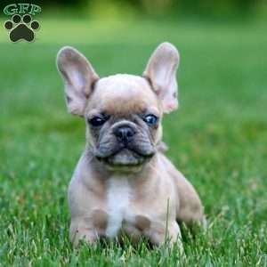Captain, French Bulldog Mix Puppy