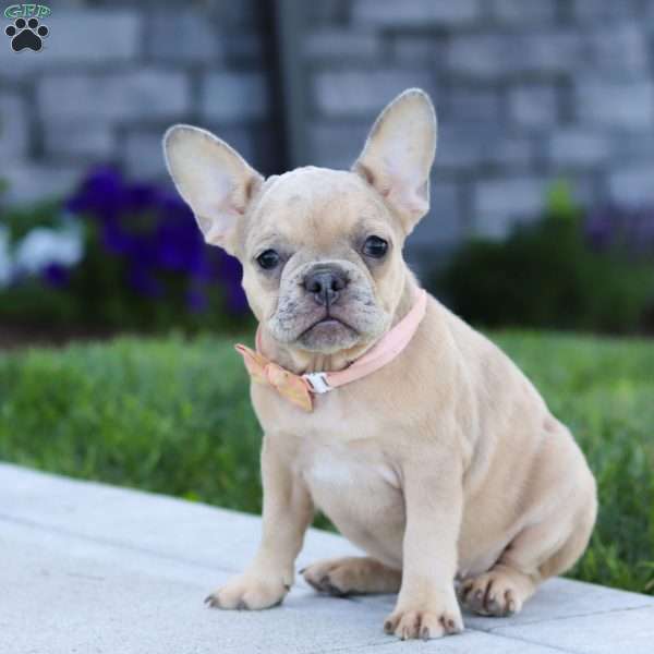 Cara, French Bulldog Puppy