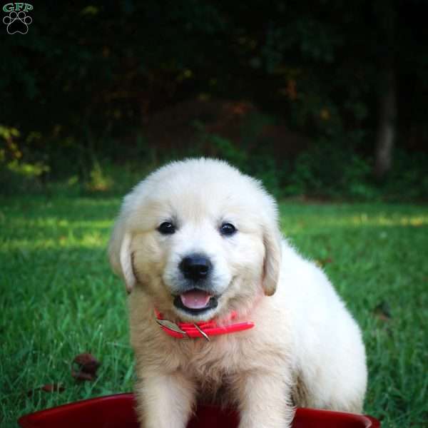 Cara, Golden Retriever Puppy