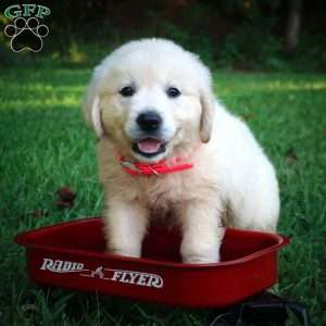 Cara, English Cream Golden Retriever Puppy