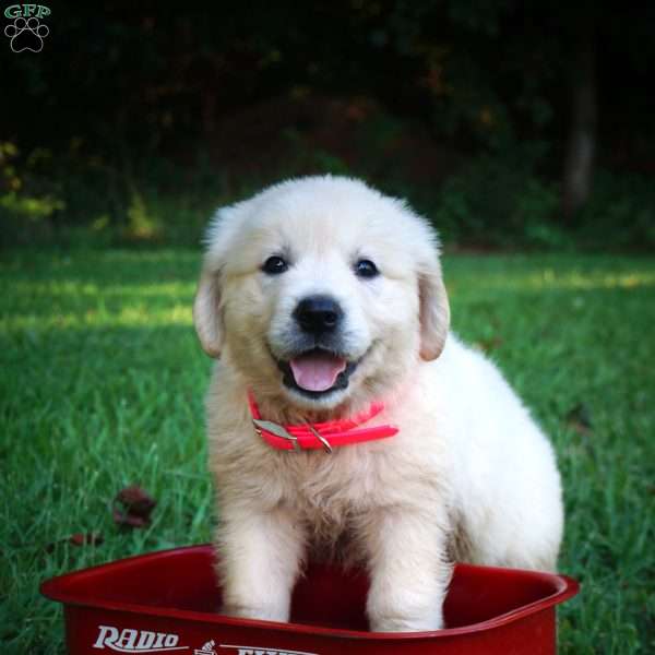 Cara, English Cream Golden Retriever Puppy