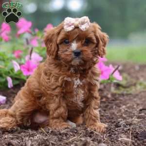 Caramel, Cavapoo Puppy