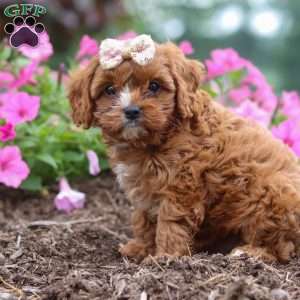 Caramel, Cavapoo Puppy